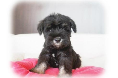 関西でミニチュアシュナウザーの子犬を探す（751ページ目