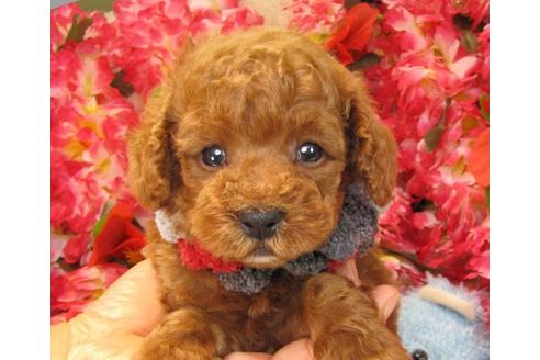 成約済の茨城県のトイプードル-16866の1枚目