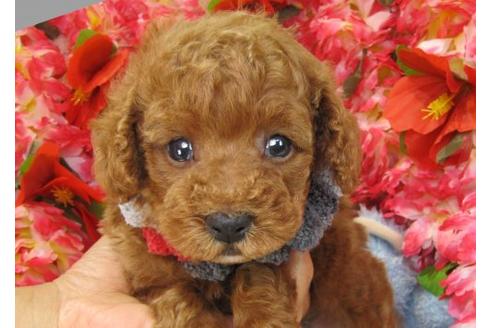 成約済の茨城県のトイプードル-16866の2枚目