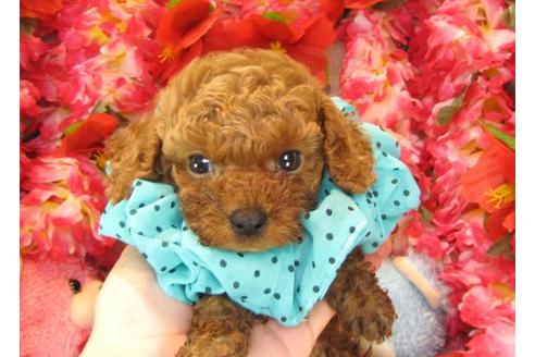 成約済の茨城県のトイプードル-16867の1枚目