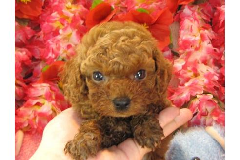 成約済の茨城県のトイプードル-16867の2枚目