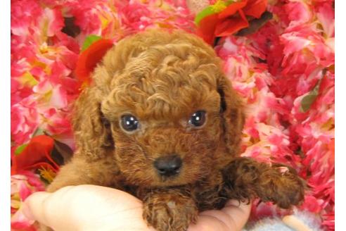 成約済の茨城県のトイプードル-16867の3枚目