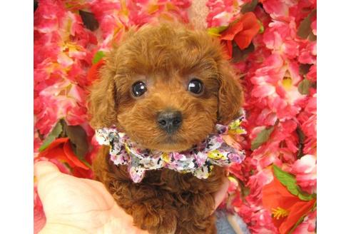 成約済の茨城県のトイプードル-16868の2枚目