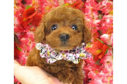 成約済の茨城県のトイプードル-16868の3枚目