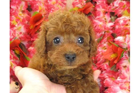 成約済の茨城県のトイプードル-16868の1枚目