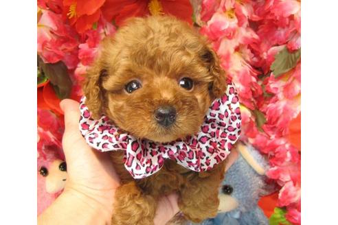 成約済の茨城県のトイプードル-16869の1枚目