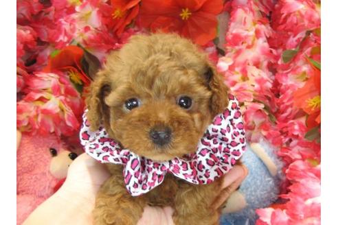 成約済の茨城県のトイプードル-16869の2枚目