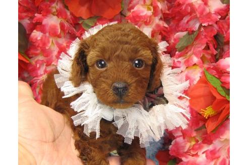 成約済の茨城県のトイプードル-16870の2枚目