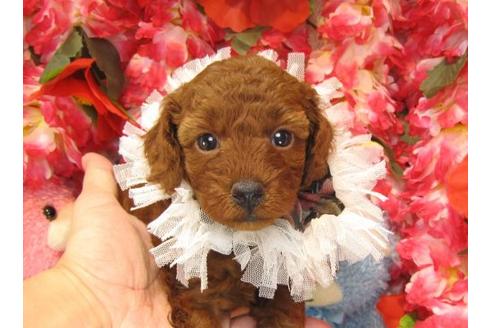 成約済の茨城県のトイプードル-16870の3枚目