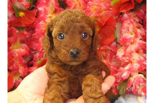 成約済の茨城県のトイプードル-16870の1枚目