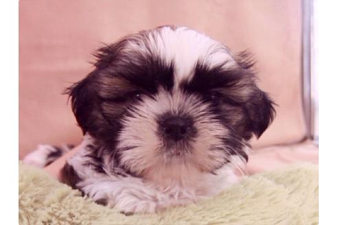 成約済の東京都のシーズー-16452