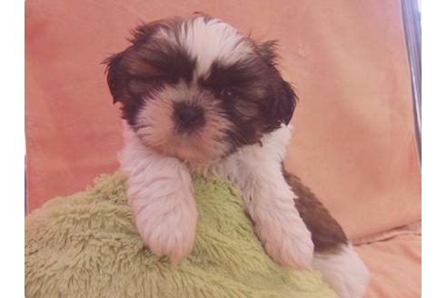 成約済の東京都のシーズー-16452の4枚目