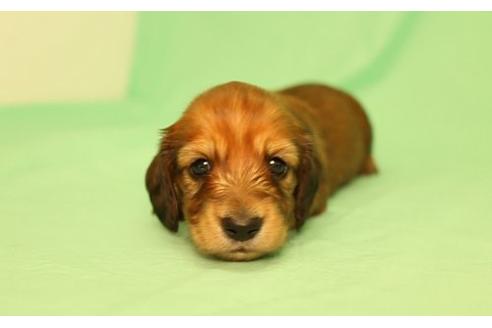 成約済の栃木県のミニチュアダックスフンド(ロングヘアード)-16926の3枚目