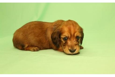 成約済の栃木県のミニチュアダックスフンド(ロングヘアード)-16926の1枚目