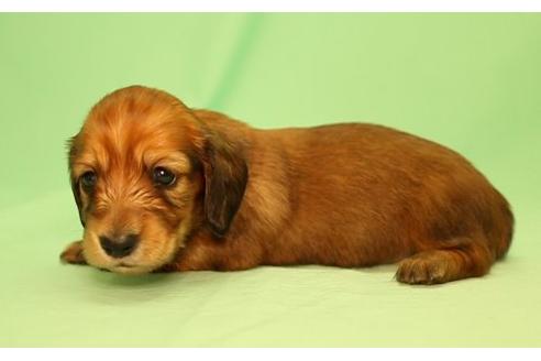 成約済の栃木県のミニチュアダックスフンド(ロングヘアード)-16926の2枚目