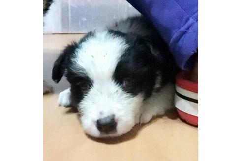 成約済の東京都のボーダーコリー-16396の1枚目