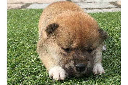 成約済の長崎県の柴犬-16470の1枚目