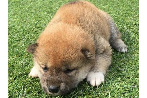 成約済の長崎県の柴犬-16470の2枚目
