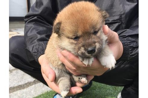 成約済の長崎県の柴犬-16470の3枚目
