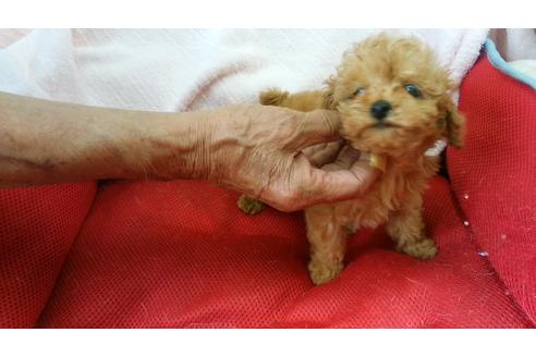 成約済の愛知県のトイプードル-16726の1枚目
