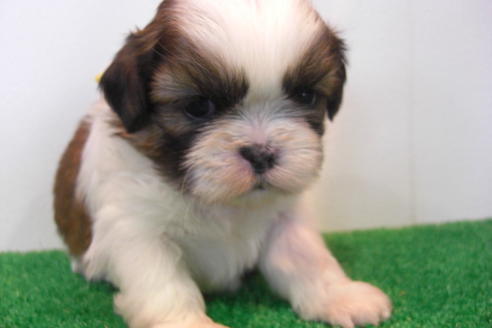 成約済の大阪府のシーズー-16961の4枚目