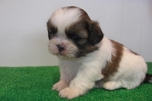 成約済の大阪府のシーズー-16961の2枚目