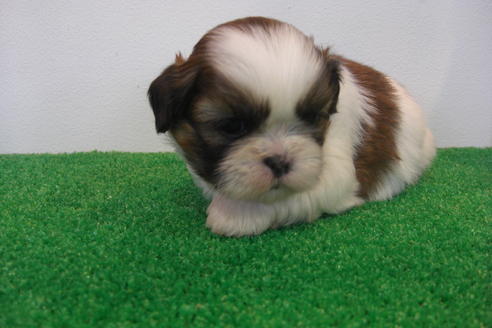 成約済の大阪府のシーズー-16961の1枚目