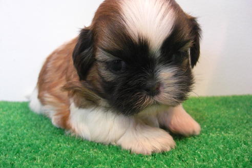 成約済の大阪府のシーズー-16964の4枚目