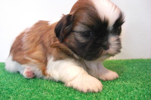 成約済の大阪府のシーズー-16964の3枚目