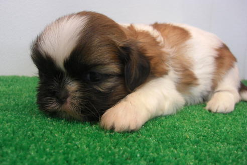 成約済の大阪府のシーズー-16964の2枚目