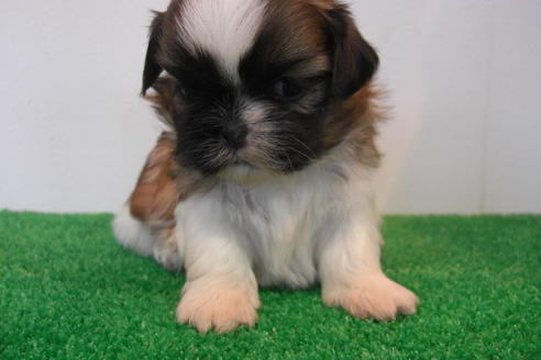 成約済の大阪府のシーズー-16964の1枚目