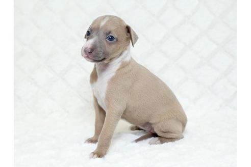 成約済の栃木県のイタリアングレーハウンド(イタグレ)-16988の2枚目