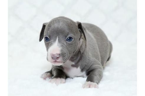 成約済の栃木県のイタリアングレーハウンド(イタグレ)-16989の1枚目