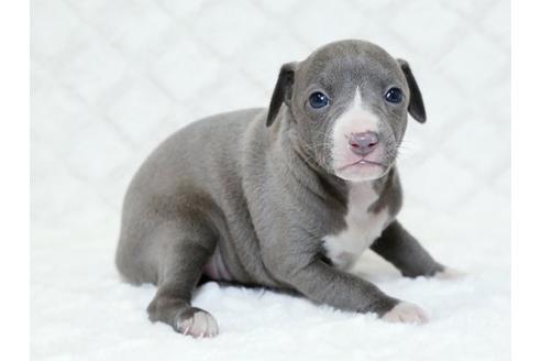 成約済の栃木県のイタリアングレーハウンド(イタグレ)-16989の2枚目