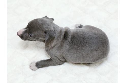 成約済の栃木県のイタリアングレーハウンド(イタグレ)-16989の3枚目