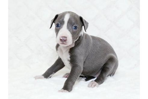 成約済の栃木県のイタリアングレーハウンド(イタグレ)-16990の1枚目