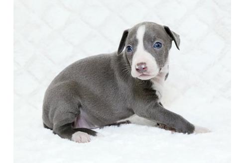 成約済の栃木県のイタリアングレーハウンド(イタグレ)-16990の2枚目