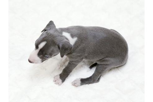 成約済の栃木県のイタリアングレーハウンド(イタグレ)-16990の3枚目