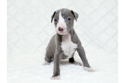 成約済の栃木県のイタリアングレーハウンド(イタグレ)-16991の1枚目