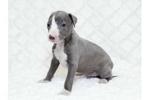 成約済の栃木県のイタリアングレーハウンド(イタグレ)-16991の2枚目