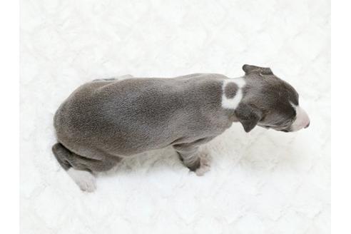 成約済の栃木県のイタリアングレーハウンド(イタグレ)-16991の3枚目