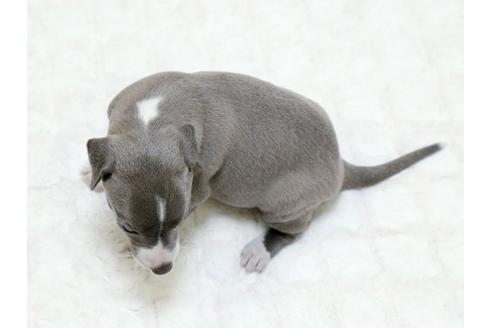 成約済の栃木県のイタリアングレーハウンド(イタグレ)-16992の3枚目