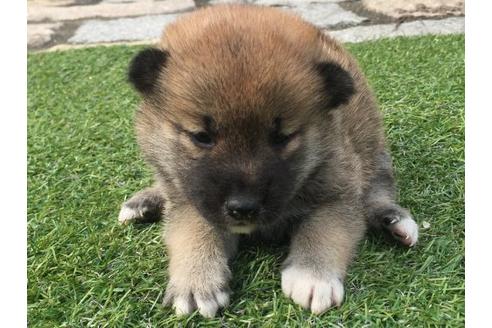 成約済の長崎県の柴犬-16472の1枚目