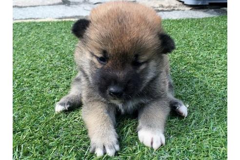 成約済の長崎県の柴犬-16472の2枚目