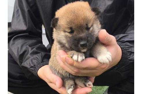 成約済の長崎県の柴犬-16472の3枚目