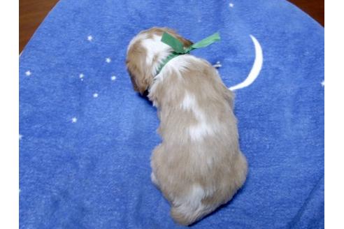 成約済の埼玉県のキャバリアキングチャールズスパニエル-16996の3枚目