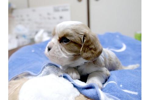 成約済の埼玉県のキャバリアキングチャールズスパニエル-16997の2枚目