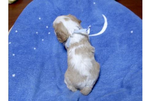 成約済の埼玉県のキャバリアキングチャールズスパニエル-16997の3枚目