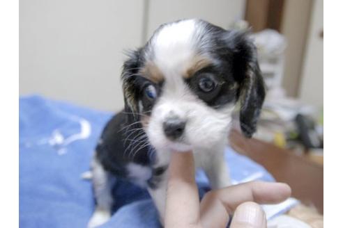 成約済の埼玉県のキャバリアキングチャールズスパニエル-16106の2枚目