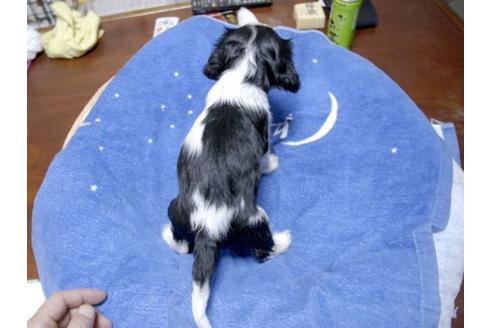 成約済の埼玉県のキャバリアキングチャールズスパニエル-16106の3枚目